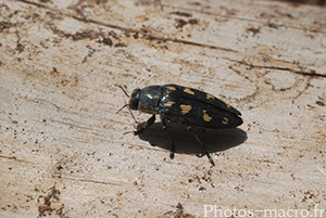 Buprestis octoguttata